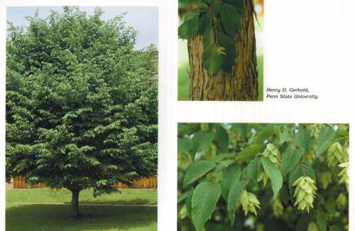 American Hophornbeam