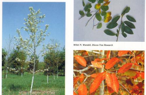 Autumn Brilliance Serviceberry