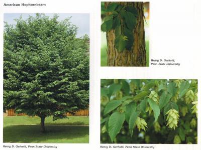 American Hophornbeam