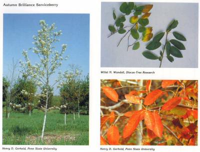 Autumn Brilliance Serviceberry