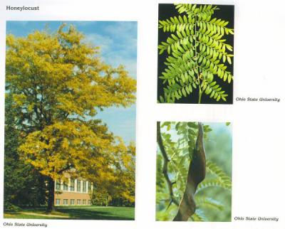 Honeylocust