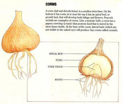 Corm Infograph